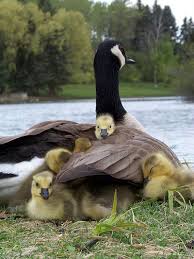 Bird Safe Cat Collar Canada Canadian Goose And Her Goslings Animals Pet Birds Baby Animals