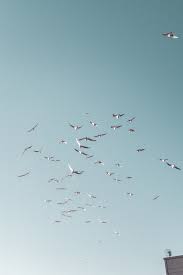 Birds Flying In The Sky Quotes White Birds Flying Birds In The Sky Sky Aesthetic Birds Flying