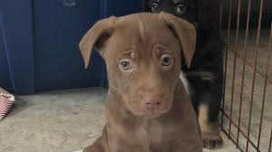 To provide a safe environment for our staff, volunteers and adopters during the coronavirus pandemic, homeward pet is doing adoptions by appointment only. Adoption Options Finding Your New Furry Friend Wpbn
