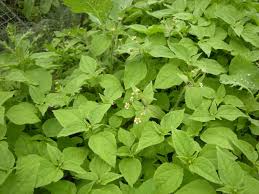 Image result for Galinsoga parviflora