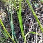 Image result for Scleria bulbifera