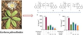 Image result for Gerbera piloselloides
