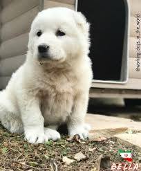 Bella 45 Days From Iran Alabai Alabai Dog Cute Dogs Best Dogs