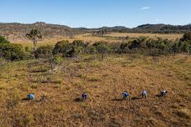 Can Planting a Trillion New Trees Save the World? - The New York Times