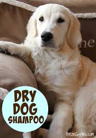 Dry Dog Shampoo Dry Dog Shampoo Dog Shampoo Smelly Dog