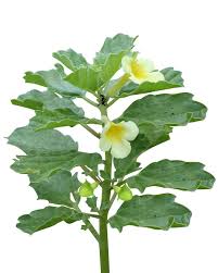Image result for Pedaliaceae