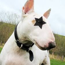 To live black rob/dmx/mase/the lox. Ebony Ea9le Dmx Black Rob Busta Rhymes Ghostface Killah Drum Bass Remix By Ebony Ea9le