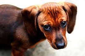 How Can We Help Our Fearful Dog Be Less Afraid?
