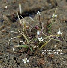 Image result for Subularia