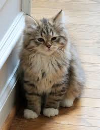 Caes E Gatos Mais Fofos Do Mundo Time To Wake Up I Never Have Time To Sleep And Like Omg Get Some Yourself Some Pawtastic Adorable Cat Filhotes De Gatos Gatinhos Fofos Gatos