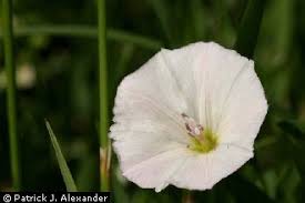 Image result for Convolvulus arvensis