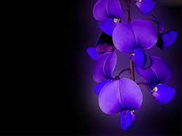 Completely Random Only Flowers Emmashields Photo 32846919 Fanpop In 2021 Blue Orchids Orchid Wallpaper Beautiful Orchids