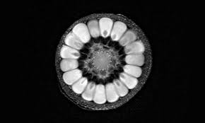 Decouvrez L Interieur Fascinant Des Fruits Et Des Legumes Comme Vous Ne L Avez Encore Jamais Vu Grace Aux Irm Imagerie Medicale Fruits Radiologie