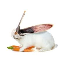 Gluffofficial surprisingly, there was already some research done on the topic. 30 Cool Photoshopped Animals Barnorama