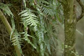 Image result for Microsorum scandens