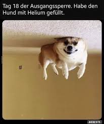 Das saarland folgte wenige stunden später, andere bundesländer zögern noch, wollen diese wohl verhindern. Tag 18 Der Ausgangssperre Habe Den Hund Mit Helium Lustige Bilder Spruche Witze Echt Lustig