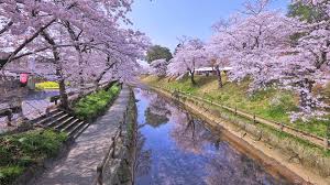 New and best 97,000 of desktop wallpapers, hd backgrounds for pc & mac, laptop, tablet, mobile phone. Bilder Prafektur Tokio Japan Japanische Kirschblute Kanal 1920x1080