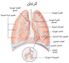 بحث سنة سادسة التبادل الغازي في مستوى الرئتين موسوعة المعلم والتلميذ blog blog posts moth