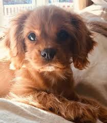 The european toy dogs were probably the result of breeding. Rfc Royal Flush Cavaliers