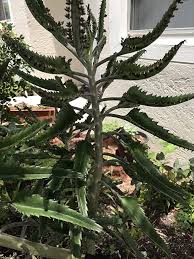 Aranto Alligator Plant Kalanchoe Daigremontiana Mother Of Thousands Succulent In 2020 Euphorbia Milii Euphorbia Plants