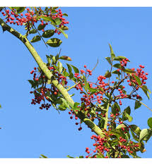 Image result for Zanthoxylum lindense