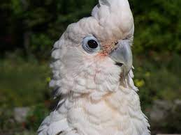 Ailenizin bir parçası olur çılgın kuş. Kostenloses Goffin Kakadu Photos Freeimages Com
