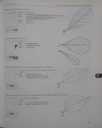 Image result for Pavetta cataractarum