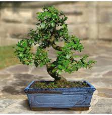 Buy Bonsai Elm Parvifolia S Style Tree 9 Yr In Nepal On Best Price