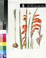 Image result for Gladiolus magnificus
