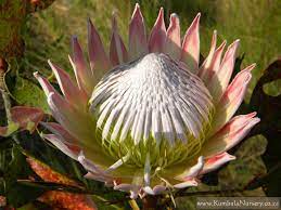 Protea Cynaroides Kumbula Indigenous Nursery