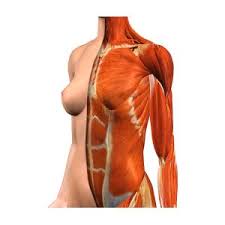 The muscles of this region both allow for this range of motion and contract to stabilize this region and prevent any in addition to moving the arm and pectoral girdle, muscles of the chest and upper back work together contraction of the diaphragm causes it to descend towards the abdomen, increasing. Female Chest And Abdomen Muscles Split Photograph By Hank Grebe