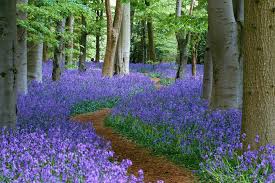 A Path Through The Bluebell Wood At Coton Manor Northamptonshire England Imgur English Bluebells Bluebells Nature