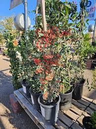 Image result for Pyracantha