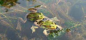 Froschkönig figur auf einer gartenkugel. Froscharten Alle Heimische Frosche Im Uberblick