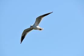 「渡り鳥」の画像検索結果