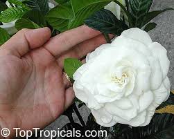 Image result for Gardenia 2011 MiTo