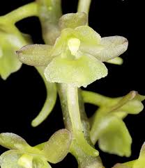 Image result for Rhipidoglossum