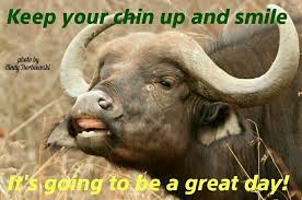 Последние твиты от forever smiles buffalo grove (@foreversmilesil). Kruger Buffalo Smile Smile Photo Photo Chin Up