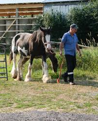 Where can i buy a black clydesdale in canada? The Clydesdale Horse In Canada Saving The Greatest Horse