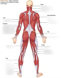 This is a table of muscles of the human anatomy. Posterior Muscles Full Body Hip Thigh Diagram Quizlet