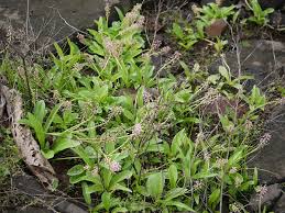 Image result for Ledebouria revoluta