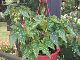 Angel Wing Begonia Begonia Plants Tropical Garden