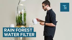 They try to survive by trying to get as much sunlight and water as possible. This Mini Rain Forest Is The Most Insane Way To Get Water Water Filter Welcome To Tv Onopia Com