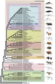 What is a phylogenetic tree? Suina Wikipedia