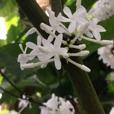 Image result for Pleiocarpa