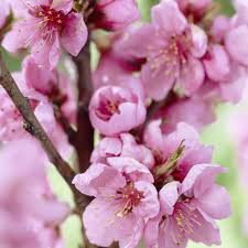 These fast growing trees will liven up your yard and add shade quickly. Flowering Trees For Your Garden Gardening Tips With J Parker S