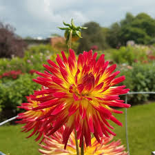 We did not find results for: Aria On Instagram More Flowers From My Ireland Visit Last Year From The National Botanic Gardens In Dublin Dahlia Dublin Flowers 365daysofbouquets