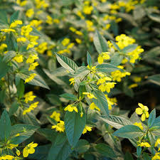 Image result for Lysimachia angustiloba