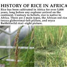 Image result for Oryza barthii