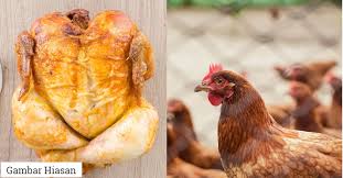 Ayam bangkok pakhoy merupakan ayam aduan yang modern. 6 Bahagian Ayam Yang Mana Rendah Kalori Tapi Tinggi Protein Menurut Nutritionist